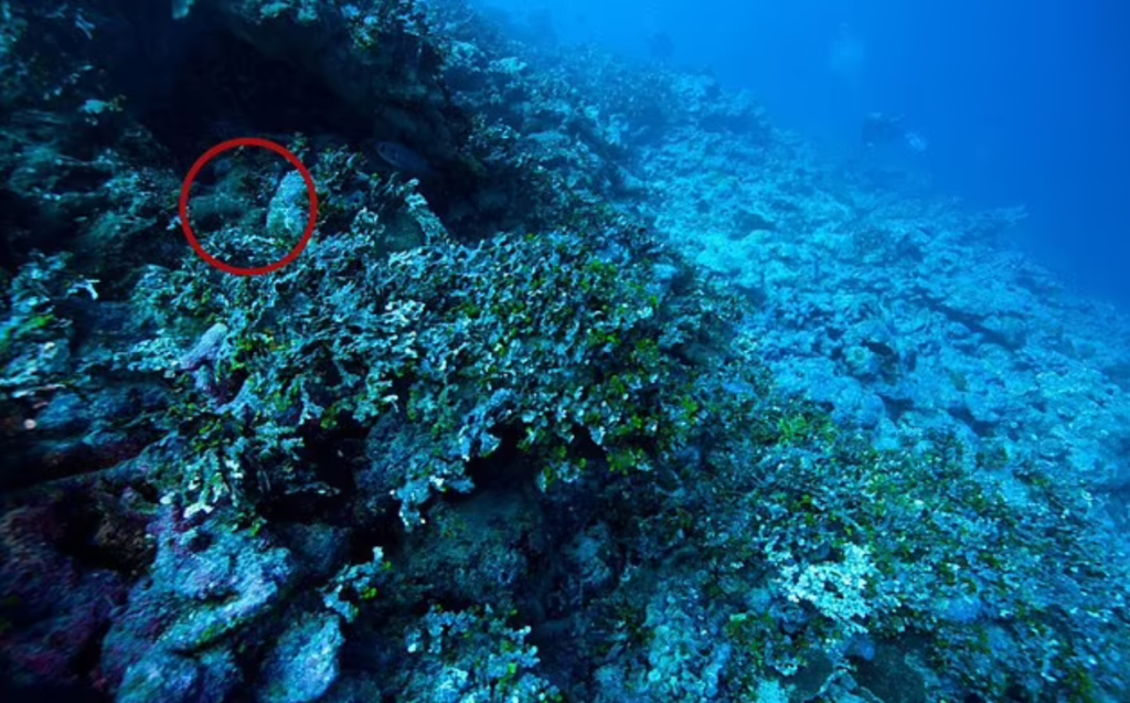 A new image near a remote Pacific island suggests Amelia Earharts plane